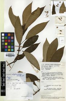 Type specimen at Edinburgh (E). Anderson, James: S. 28452. Barcode: E00383702.