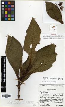 Type specimen at Edinburgh (E). Burtt, Brian; Martin, Adam: 4948. Barcode: E00383703.