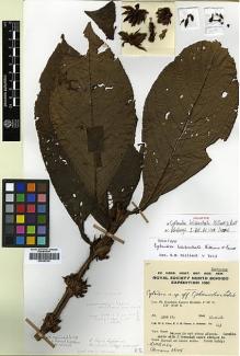 Type specimen at Edinburgh (E). Chew, Wee-Lek; Corner, Edred; Stainton, John: 643. Barcode: E00383705.