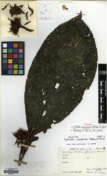 Type specimen at Edinburgh (E). Burtt, Brian: 2603. Barcode: E00383710.