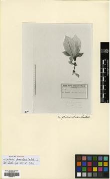 Type specimen at Edinburgh (E). Winkler, Hubert: 2860. Barcode: E00383711.