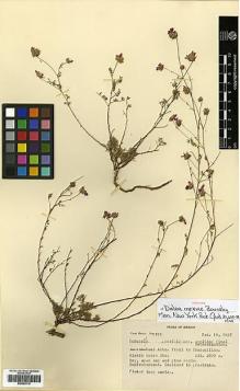 Type specimen at Edinburgh (E). Mexia, Ynes: 1715. Barcode: E00383715.