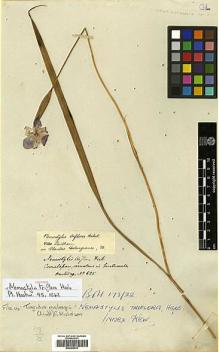Type specimen at Edinburgh (E). Hartweg, Karl: . Barcode: E00383721.