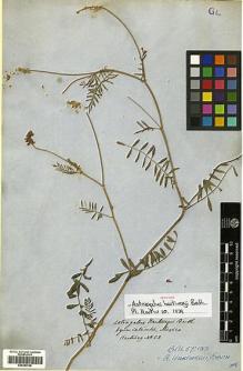 Type specimen at Edinburgh (E). Hartweg, Karl: 53. Barcode: E00383728.