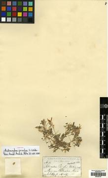 Type specimen at Edinburgh (E). Pringle, Cyrus: 79. Barcode: E00383736.