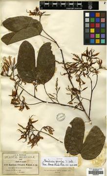 Type specimen at Edinburgh (E). Pringle, Cyrus: 1722. Barcode: E00383746.