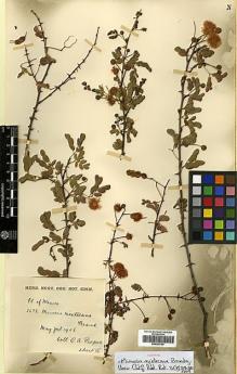 Type specimen at Edinburgh (E). Purpus, Carl: 2673. Barcode: E00383750.