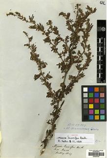 Type specimen at Edinburgh (E). Hartweg, Karl: 69. Barcode: E00383752.