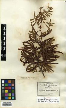 Type specimen at Edinburgh (E). Pringle, Cyrus: 208. Barcode: E00383756.