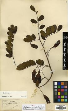 Type specimen at Edinburgh (E). Henry, Caroline: 11667 B. Barcode: E00383763.
