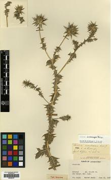 Type specimen at Edinburgh (E). Koelz, Walter: 11959. Barcode: E00383787.