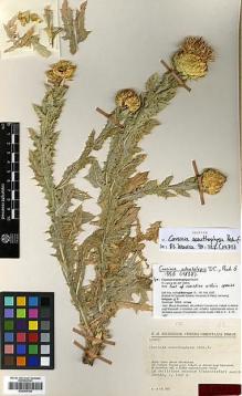 Type specimen at Edinburgh (E). Rechinger, Karl: 10922. Barcode: E00383788.