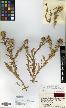 Type specimen at Edinburgh (E). Bobek, H.: 89. Barcode: E00383796.
