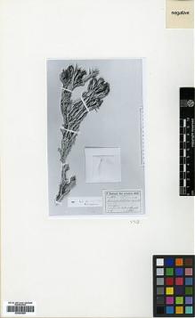 Type specimen at Edinburgh (E). Sintenis, Paul: 2912. Barcode: E00383809.