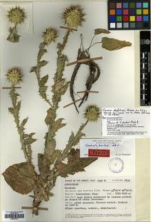 Type specimen at Edinburgh (E). Jacobs, M.: 6834. Barcode: E00383817.