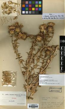 Type specimen at Edinburgh (E). Davis, Peter; Polunin, Oleg: 24376. Barcode: E00383820.