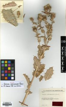 Type specimen at Edinburgh (E). Rechinger, Karl: 19027. Barcode: E00383821.