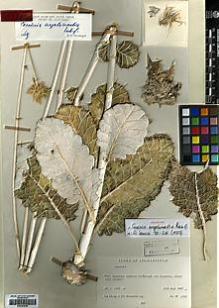 Type specimen at Edinburgh (E). Hedge, Ian; Wendelbo, Per: 3796. Barcode: E00383836.