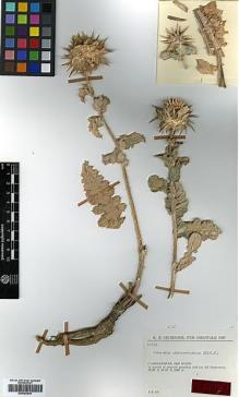 Type specimen at Edinburgh (E). Rechinger, Karl: 36730. Barcode: E00383849.