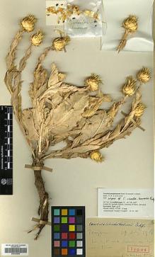 Type specimen at Edinburgh (E). Haines, Richard: W 20141. Barcode: E00383850.