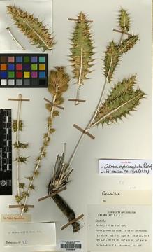 Type specimen at Edinburgh (E). Edmondson, John: 806. Barcode: E00383854.