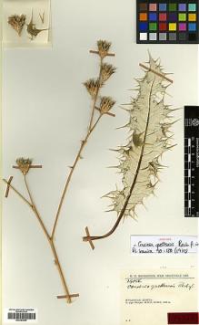 Type specimen at Edinburgh (E). Rechinger, Karl: 29056. Barcode: E00383855.