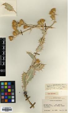 Type specimen at Edinburgh (E). Koelz, Walter: 13859. Barcode: E00383857.