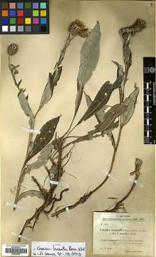 Type specimen at Edinburgh (E). Sintenis, Paul: 1945. Barcode: E00383859.