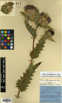 Type specimen at Edinburgh (E). Polunin, Oleg; Sykes, William; Williams, Leonard: 5122. Barcode: E00383865.