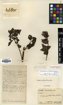 Type specimen at Edinburgh (E). Faurie, Urbain: 369. Barcode: E00383869.