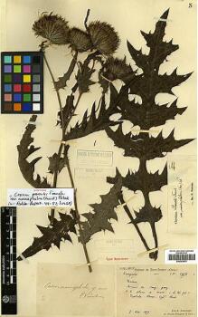 Type specimen at Edinburgh (E). Bodinier, Emile: 1953. Barcode: E00383876.