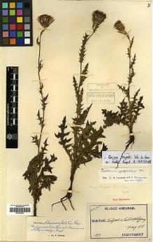 Type specimen at Edinburgh (E). Taquet, Emile: 1022. Barcode: E00383883.