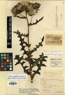 Type specimen at Edinburgh (E). Bodinier, Emile: 2288. Barcode: E00383884.