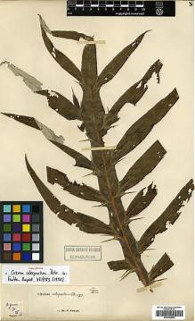 Type specimen at Edinburgh (E). Forrest, George: 11749. Barcode: E00383889.