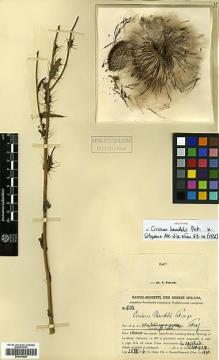Type specimen at Edinburgh (E). Handel-Mazzetti, Heinrich: 10003. Barcode: E00383890.