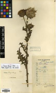 Type specimen at Edinburgh (E). Fang, W.: 4343. Barcode: E00383892.