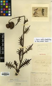 Type specimen at Edinburgh (E). Bodinier, Emile: 1553. Barcode: E00383893.