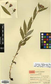 Type specimen at Edinburgh (E). Smith, Karl: 11383. Barcode: E00383895.