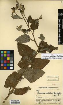 Type specimen at Edinburgh (E). Handel-Mazzetti, Heinrich: 7578. Barcode: E00383896.