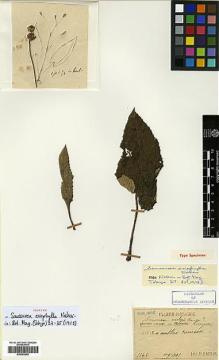 Type specimen at Edinburgh (E). Faurie, Urbain: 1143. Barcode: E00383900.
