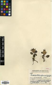 Type specimen at Edinburgh (E). Handel-Mazzetti, Heinrich: 7760. Barcode: E00383901.