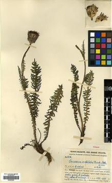 Type specimen at Edinburgh (E). Handel-Mazzetti, Heinrich: 4648. Barcode: E00383902.