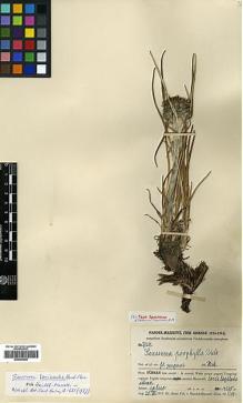 Type specimen at Edinburgh (E). Handel-Mazzetti, Heinrich: 7124. Barcode: E00383905.