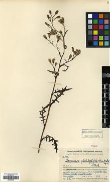 Type specimen at Edinburgh (E). Handel-Mazzetti, Heinrich: 5458. Barcode: E00383906.