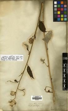 Type specimen at Edinburgh (E). Wallich, Nathaniel: 2894/4. Barcode: E00383915.