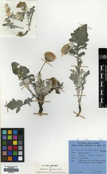 Type specimen at Edinburgh (E). Lowndes, Donald: 1189. Barcode: E00383916.