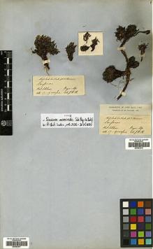 Type specimen at Edinburgh (E). Hooker, Joseph: . Barcode: E00383918.