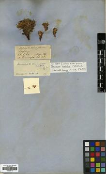Type specimen at Edinburgh (E). Thomson, Thomas: . Barcode: E00383919.