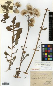 Type specimen at Edinburgh (E). Taquet, Emile: 2999. Barcode: E00383924.