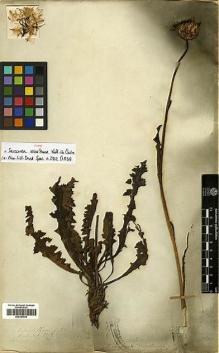 Type specimen at Edinburgh (E). Wallich, Nathaniel: 2912/22. Barcode: E00383928.